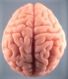 cérebro/brain
