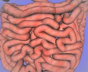 intestino